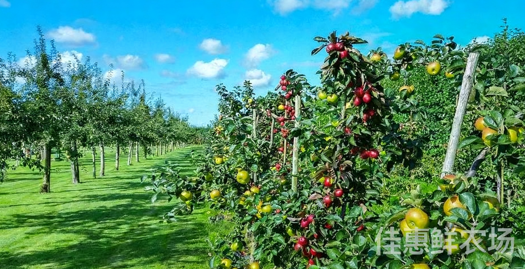 送菜公司?與您探討老年人秋季養(yǎng)生應(yīng)該吃哪些水果？