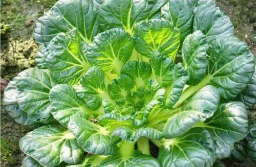 廣州生鮮蔬菜配送中心淺談：冬日蔬菜王者“烏塌菜”