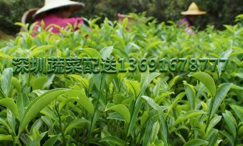 佳惠鮮農(nóng)產(chǎn)品配送中心分享：2025年烏龍茶生長態(tài)勢