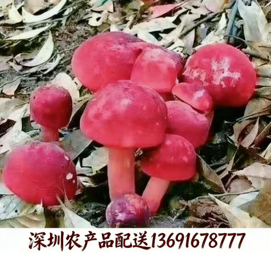 東莞農(nóng)產(chǎn)品配送?中心解析：紅菌為什么價(jià)格高昂